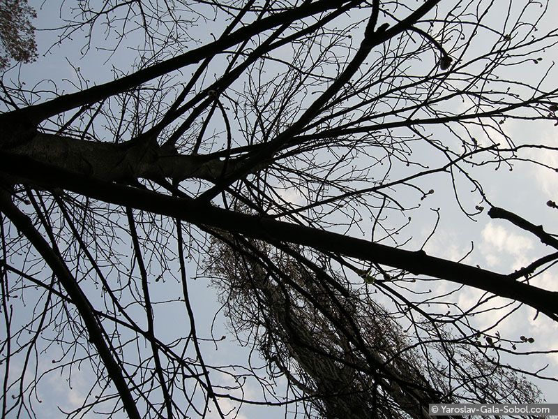 YAROSLAV AND GALA SOBOL Spring. Chestnut-tree-1 // Весна. Каштан-1
