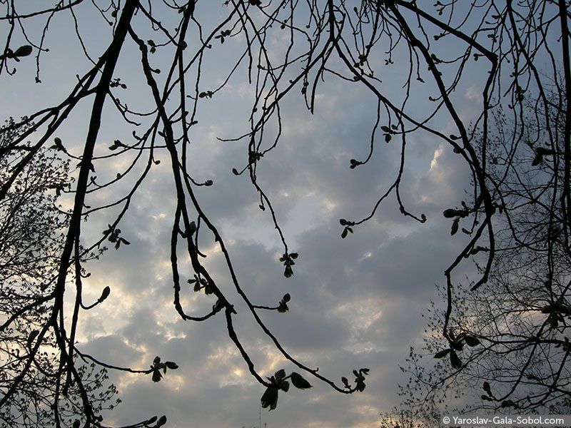 YAROSLAV AND GALA SOBOL Spring. Chestnut-tree-2 // Весна. Каштан-2