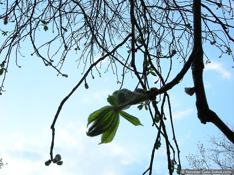 YAROSLAV AND GALA SOBOL Spring. Chestnut-tree-3 // Весна. Каштан-3