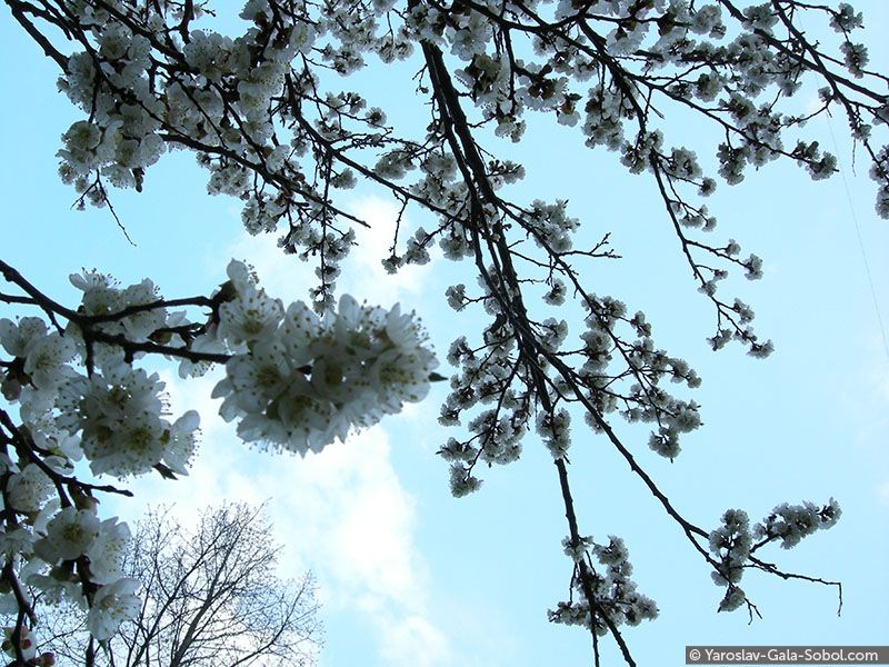 YAROSLAV AND GALA SOBOL Spring. Apricot-tree // Весна. Абрикоса
