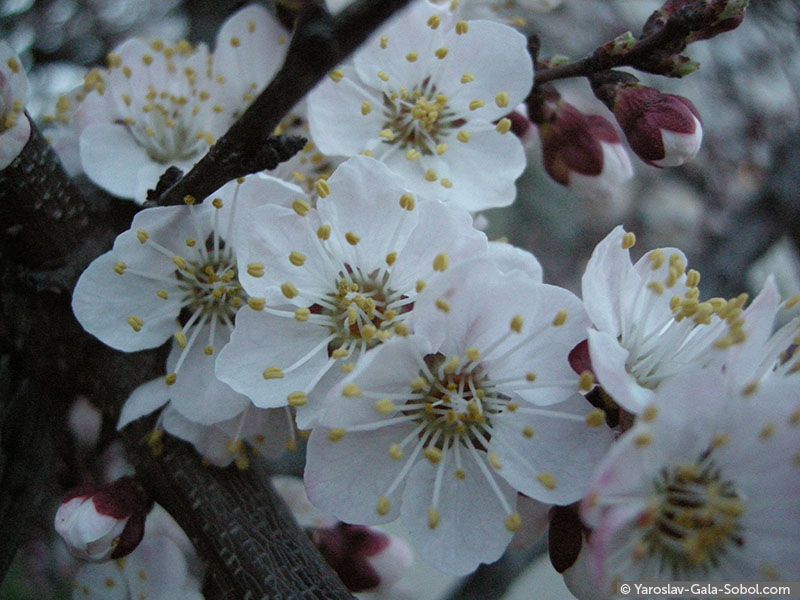 YAROSLAV AND GALA SOBOL Spring. Flowers // Весна. Квіти
