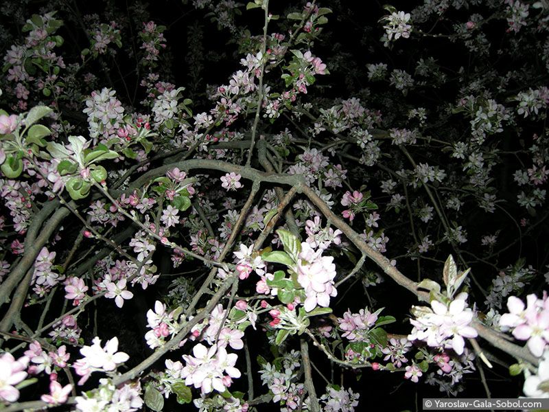 YAROSLAV AND GALA SOBOL Spring. Apple-tree // Весна. Яблуня